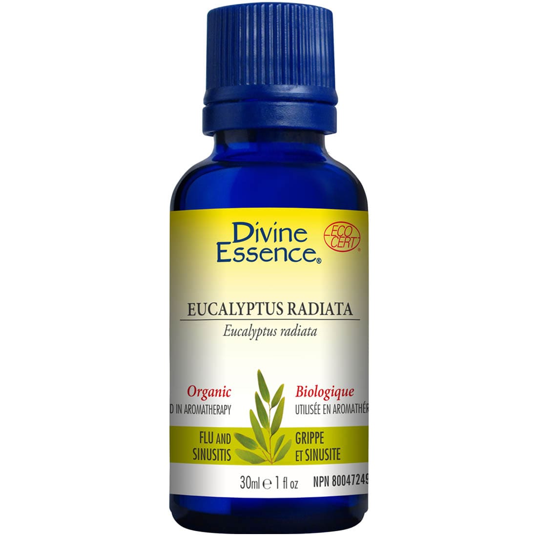 Divine Essence Eucalyptus Radiata Essential Oil (Organic), 30ml