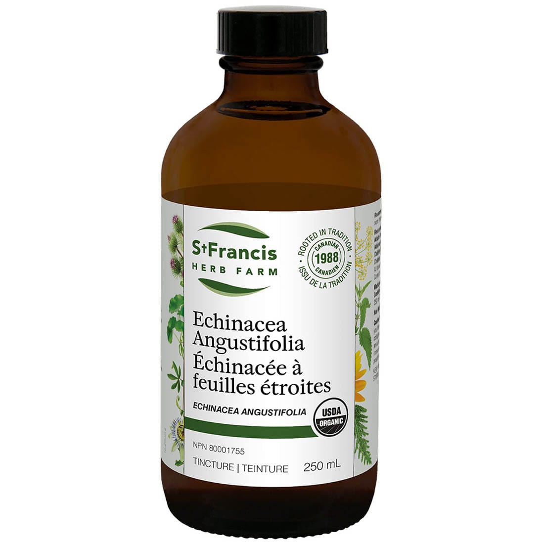 St. Francis Echinacea Angustifolia