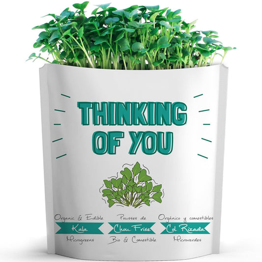 Gift A Green Greeting Cards, Thinking of You Card, Kale Microgreens