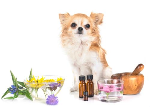 Dog with Essential Oils
