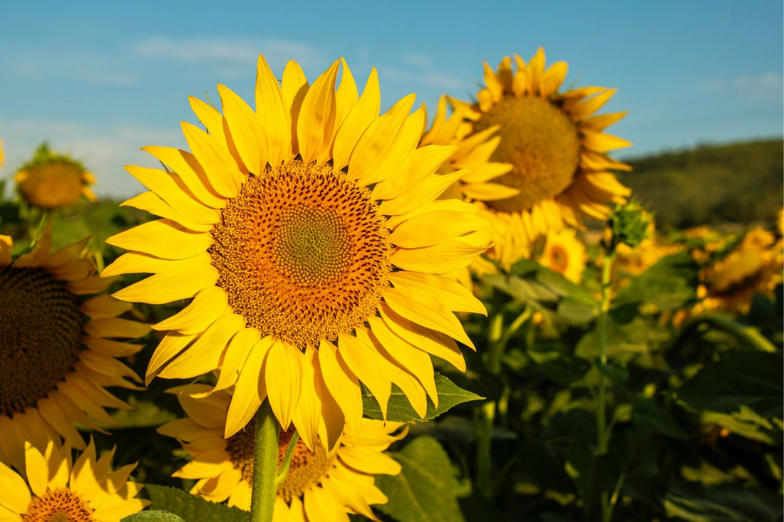 What Is Sunflower Lecithin and How Can It Benefit Your Health?