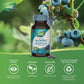 60 Vegetarian Capsules | Nature's Way Bilberry, Standardized Extract
