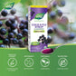 Elderberry, 240mL | Nature's Way Sambucus Cold and Flu Syrup Original