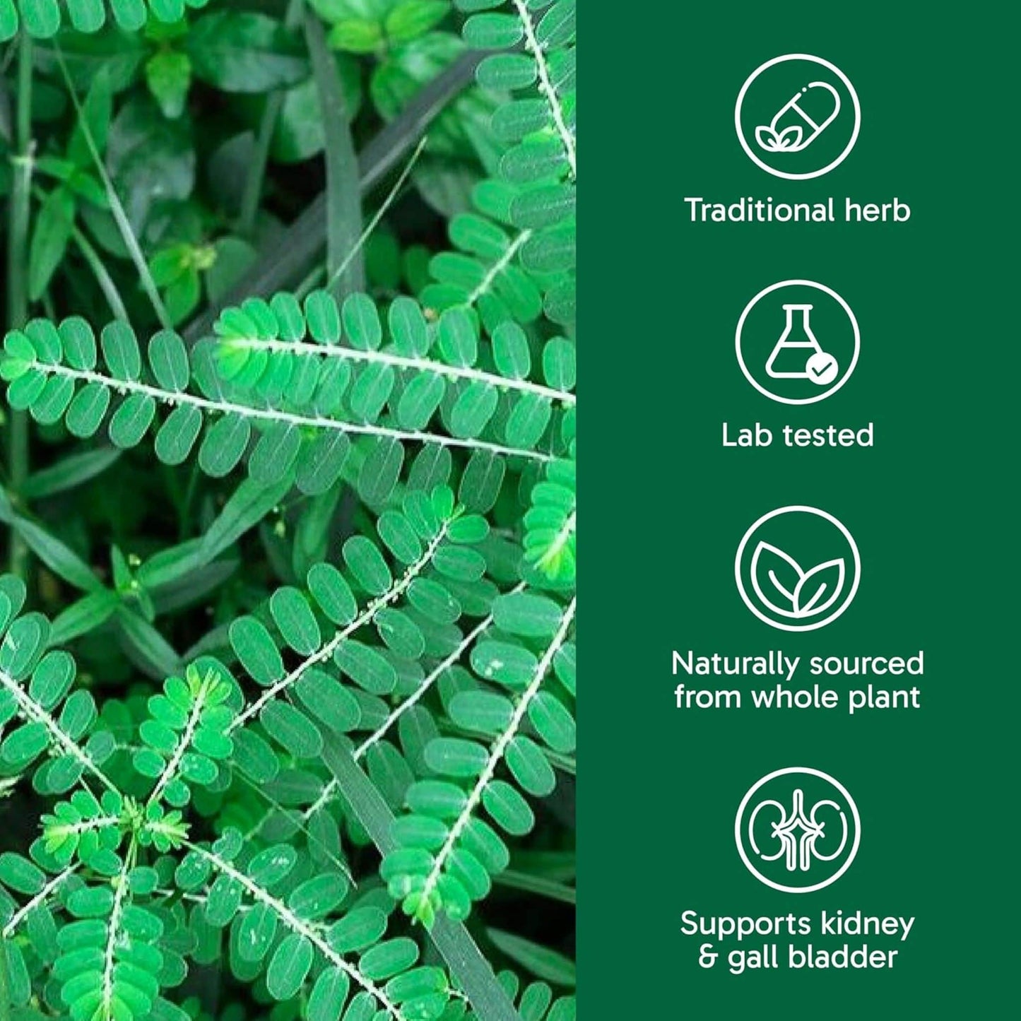 90 Vegetarian Capsules | Organika Chanca Piedra