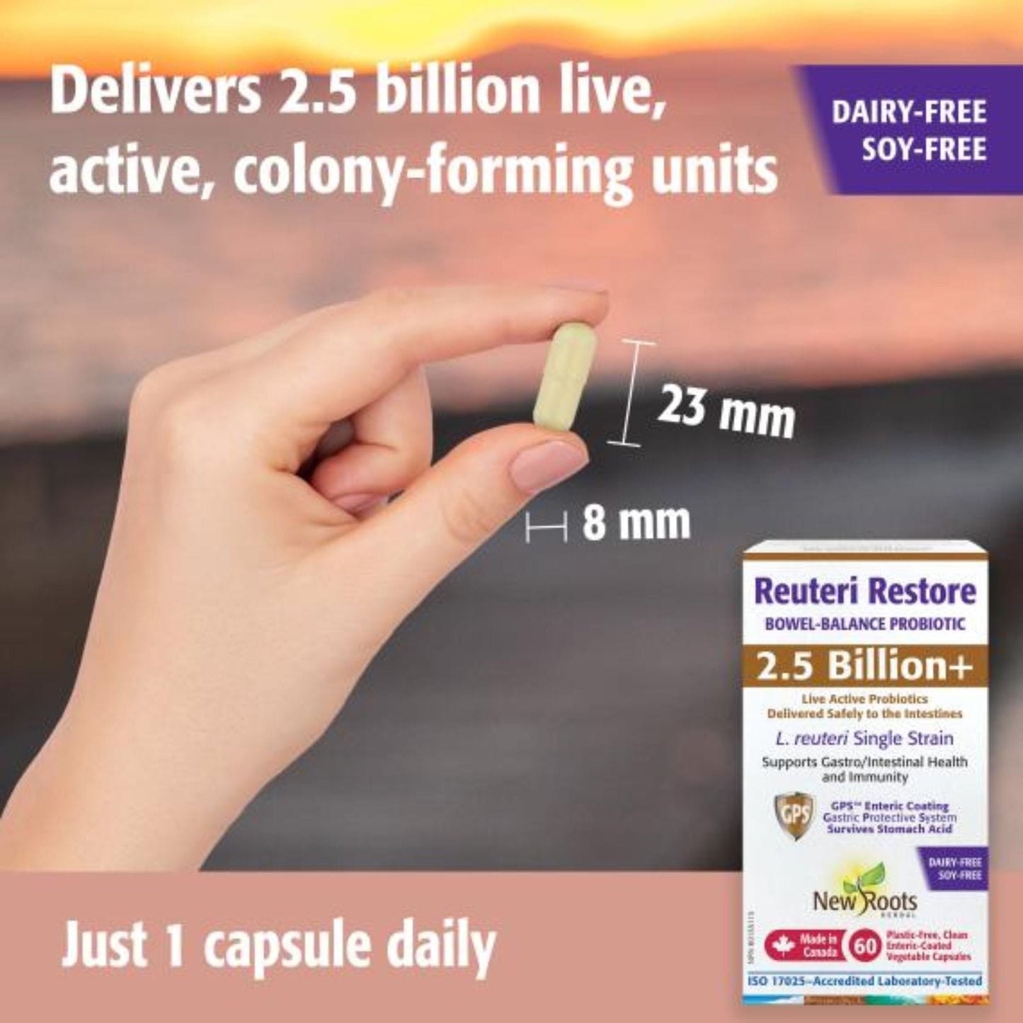 30 Enteric Coated Vegetable Capsules | New Roots Reuteri Restore Bowel-Balance Probiotic, 2.5 Billion+