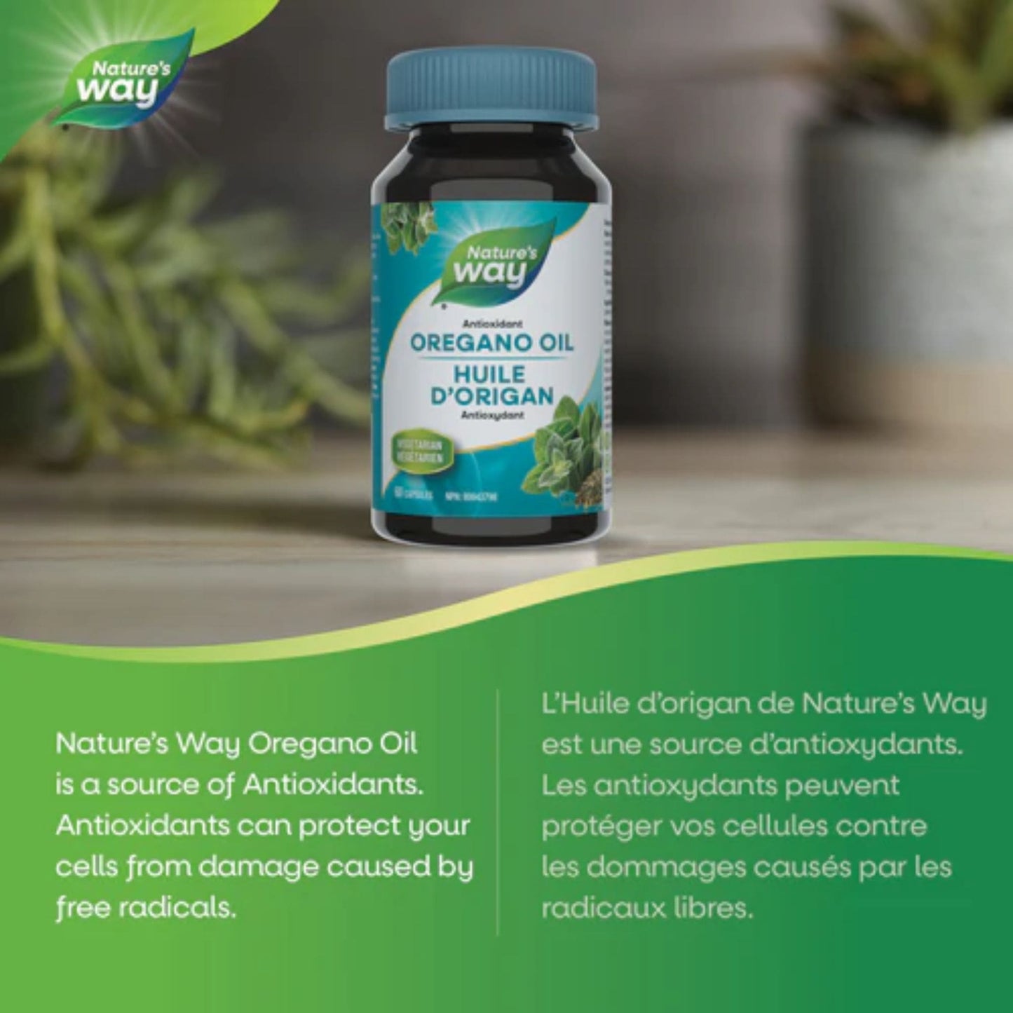 60 Vegetarian Capsules | Nature's Way Oregano Oil, Standardized Extract