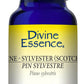 Divine Essence Scotch Pine Essential Oil 15ml