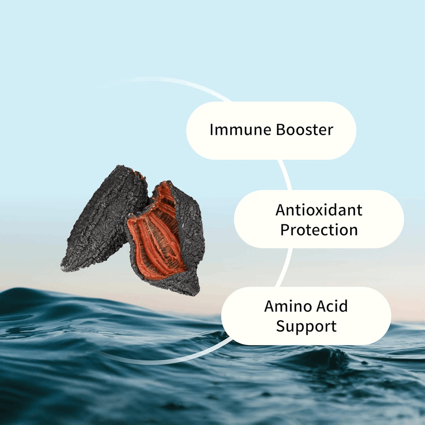 60 Capsules | Nova Sea Atlantic Sea Cucumber 500mg