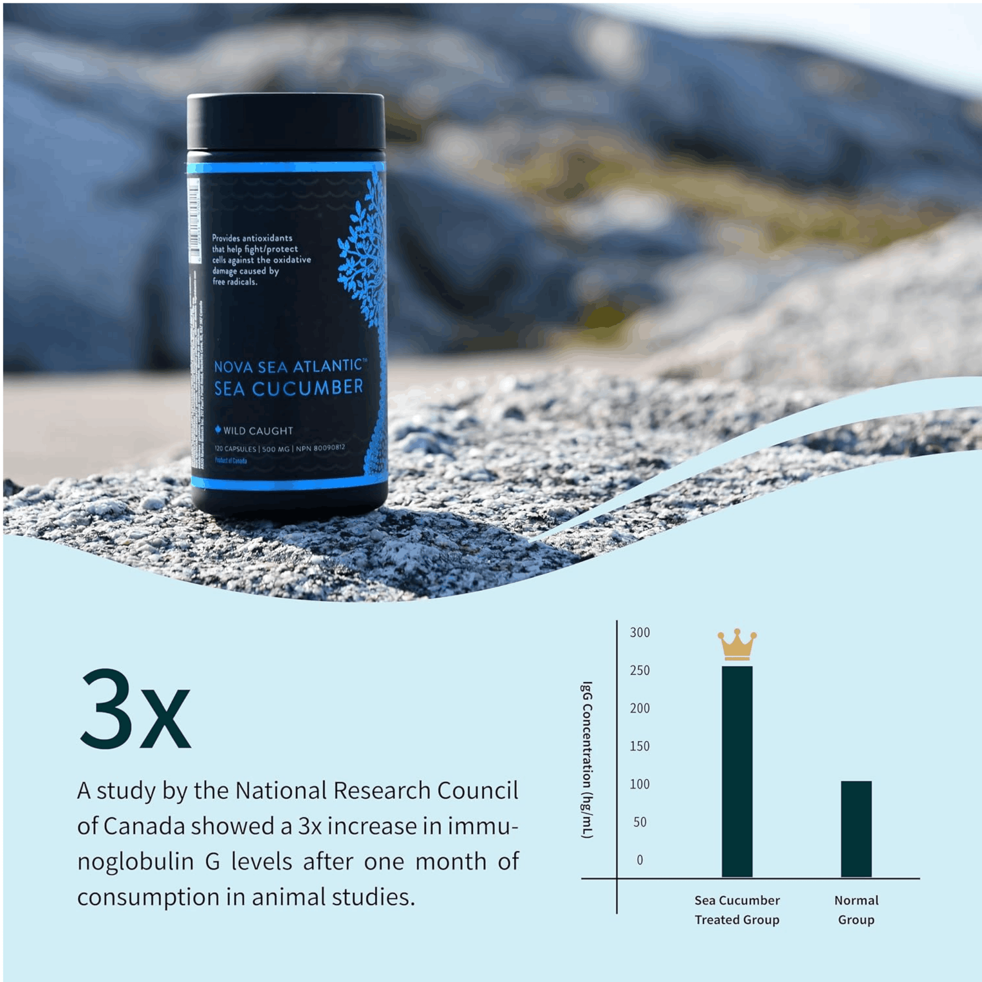 60 Capsules | Nova Sea Atlantic Sea Cucumber 500mg
