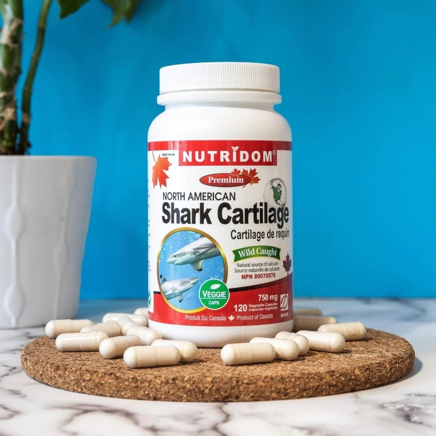 120 Vegetable Capsules | Nutridom North American Wild Caught Shark Cartilage Product Lifestyle Photo