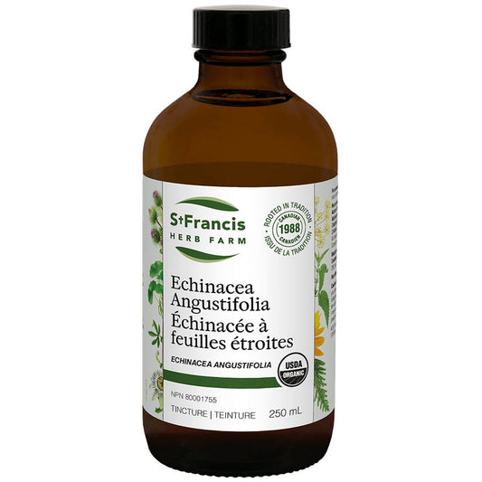 St. Francis Echinacea Angustifolia